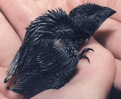 Mid-nestling Chimney Swift.