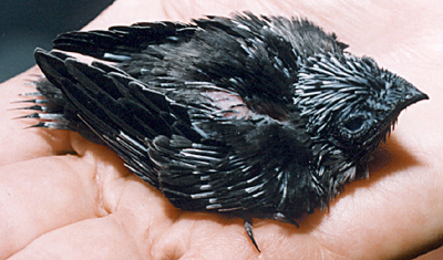 Chimney Swift, older nestling, eyes open, quills half gone.