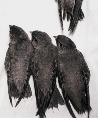 Chimney Swifts, now old enough to hang vertically.