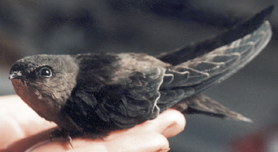 Chimney Swift, almost ready to fly.