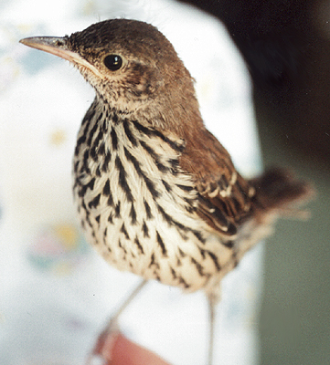 Fledgling Brown Thrasher that has recovered form a cat bite.