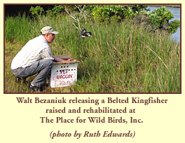 Walt Bezaniuk releasing a Belted Kingfisher raised and rehabilitated at The Place for Wild Birds, Inc. (photo by Ruth Edwards).