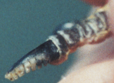 Close-up of "feather comb" claw on Whip-poor-will.