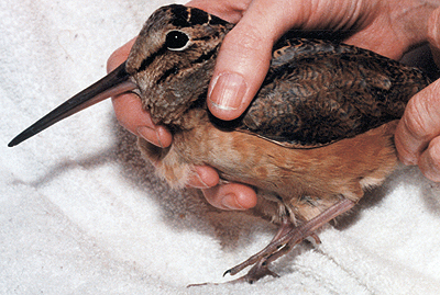 American Woodcock that has been hit by a car.