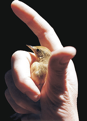 Yellow Warbler that was successfully treated for cat bites.