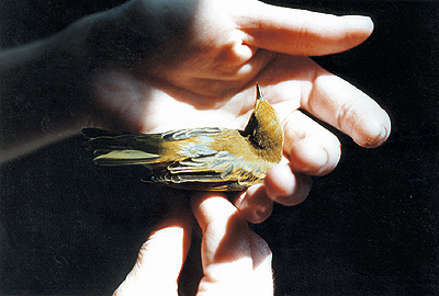 Yellow Warbler top view, ready for release.