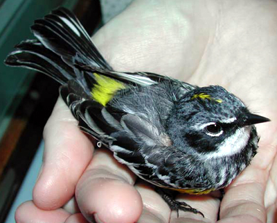 Cat-attacked Yellow-Rumped Warbler, top view.