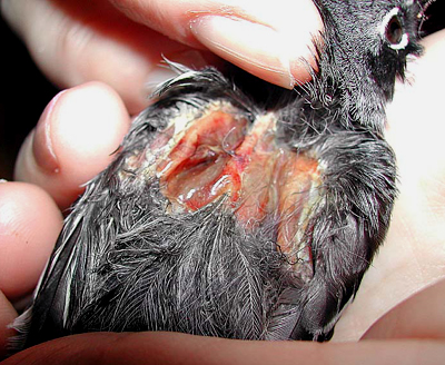 Fresh wounds on a cat-attacked Yellow-Rumped Warbler.