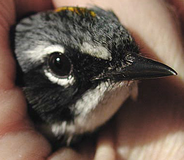 Face of recovering cat-attacked Yellow-Rumped Warbler.