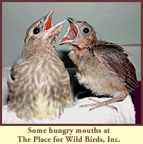 Some hungry mouths at The Place for Wild Birds, Inc.